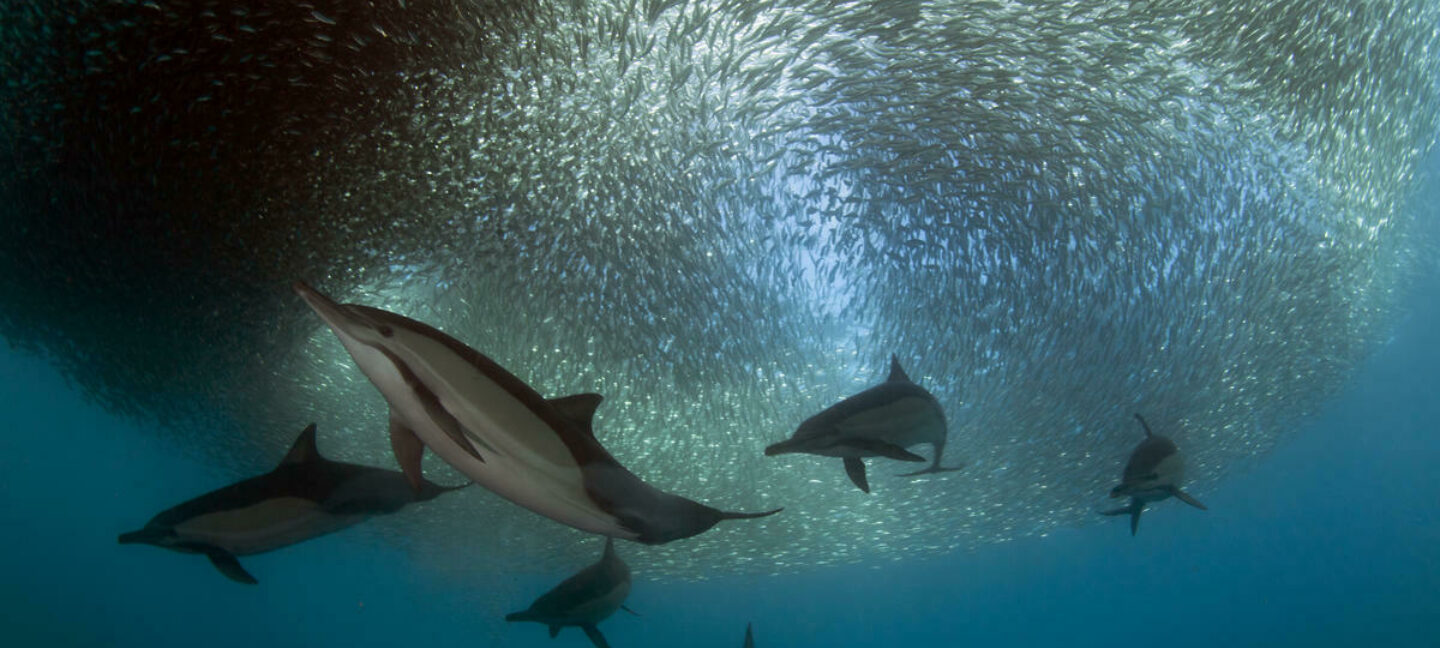 En flokk med delfiner jakter på sardiner utenfor Sør-Afrika. Gulflankedelfin (Delphinus delphis).