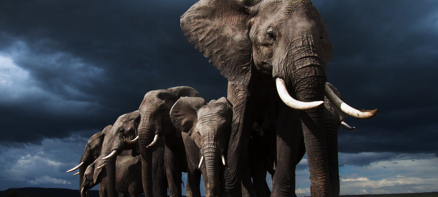 En stor flokk med afrikanske elefanter.