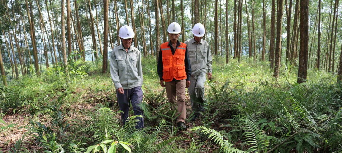 Tre skogbrukere vandrer i en skog i Vietnam