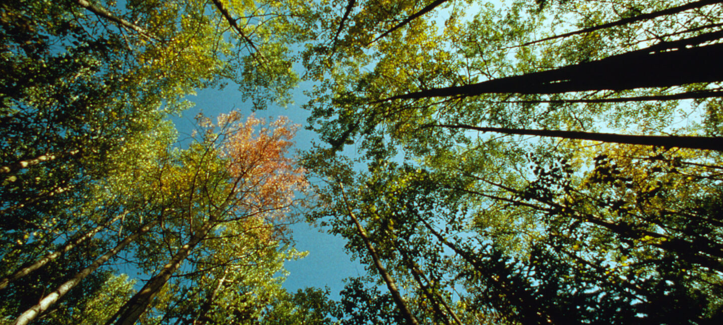 Bilde av trær og blå himmel