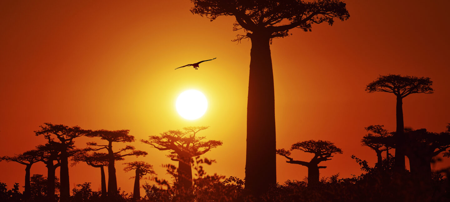 Solnedgang over baobab-trær på Madagascar