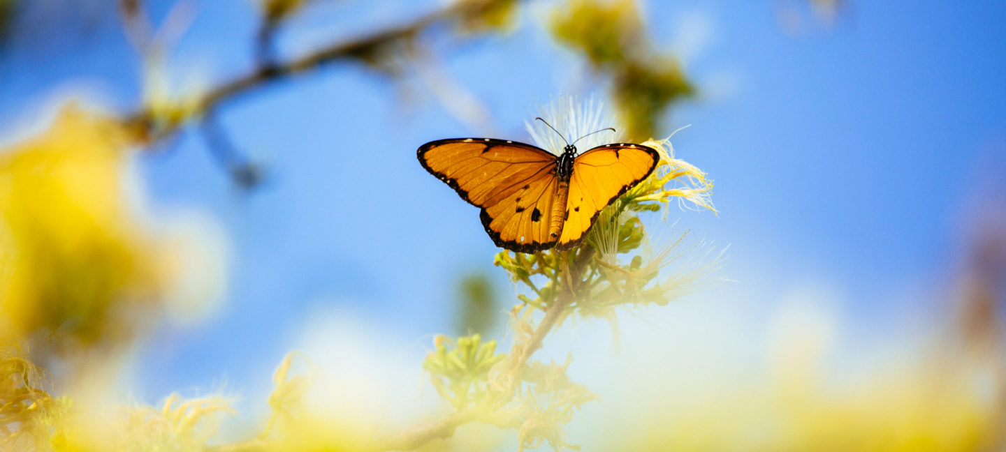 Oransje sommerfugl på blomst mot skyfri himmel