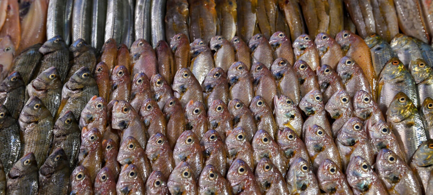Mange fisk på et fiskemarked