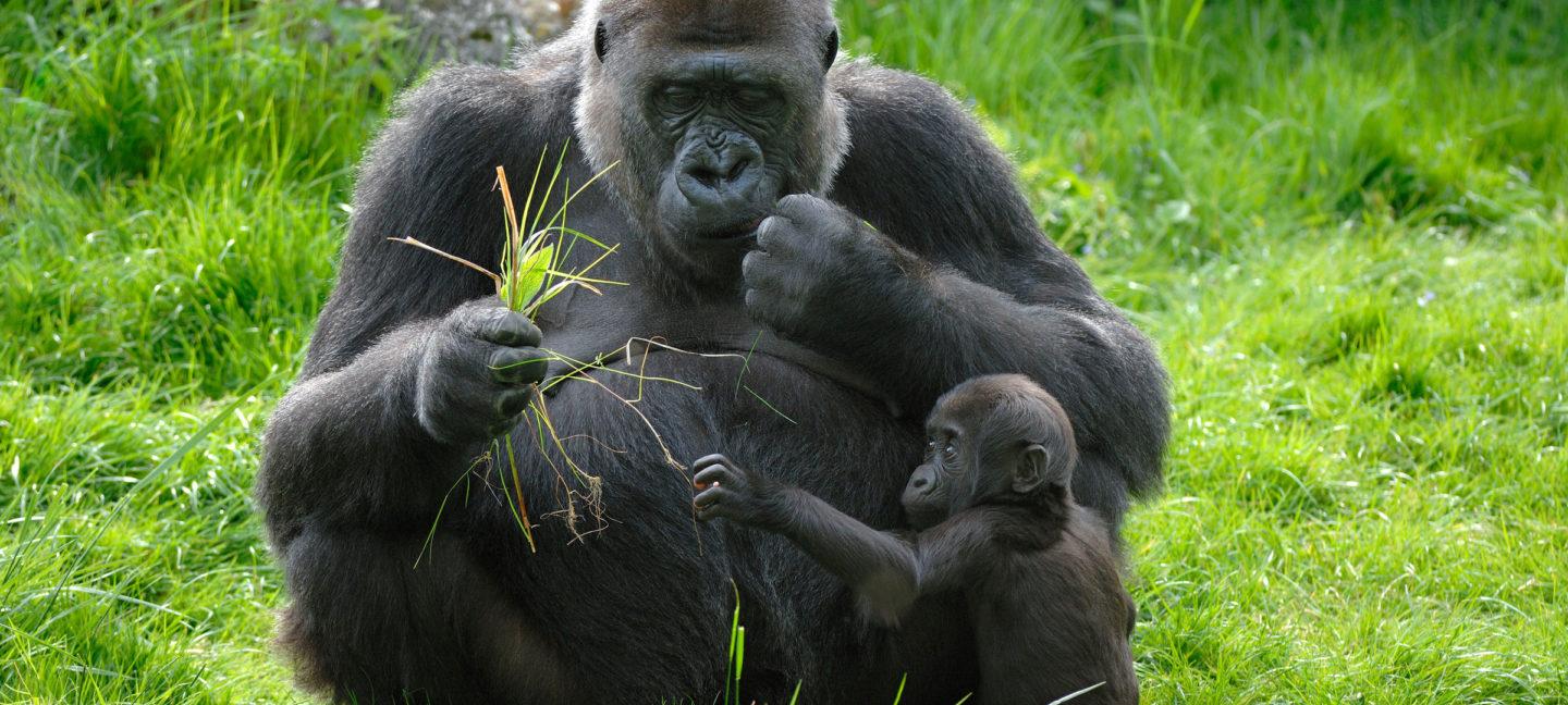 Gorillamor med ungen sin