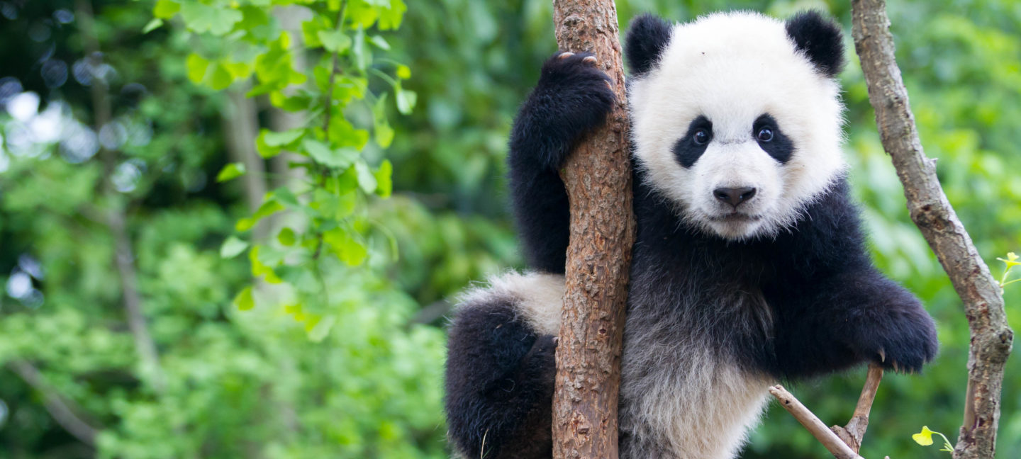 Nærbilde av en ung panda som sitter i brun gren