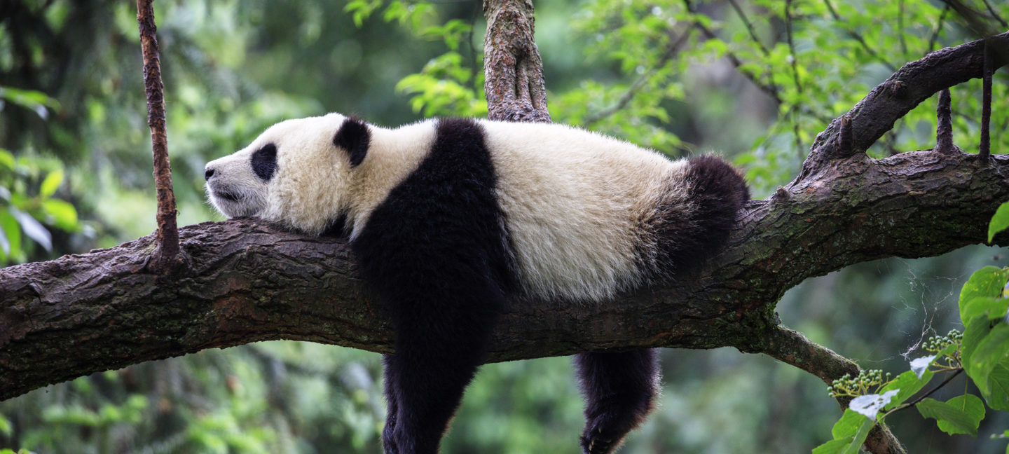 En ung panda slapper av i et tre