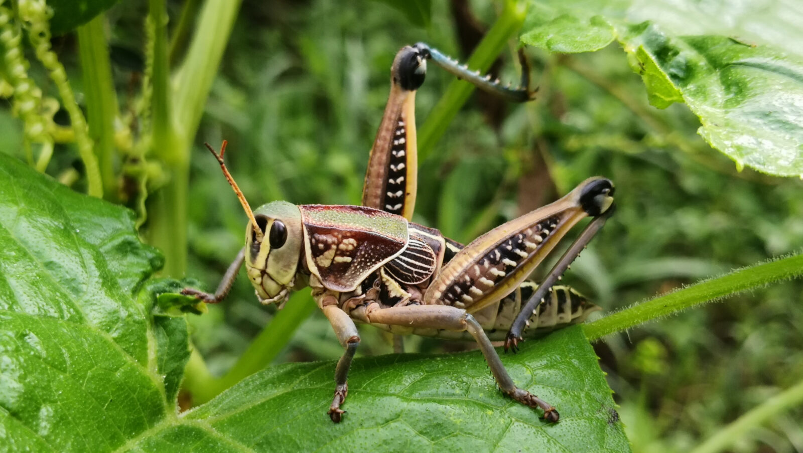 Gresshoppe sitter på et grønt blad