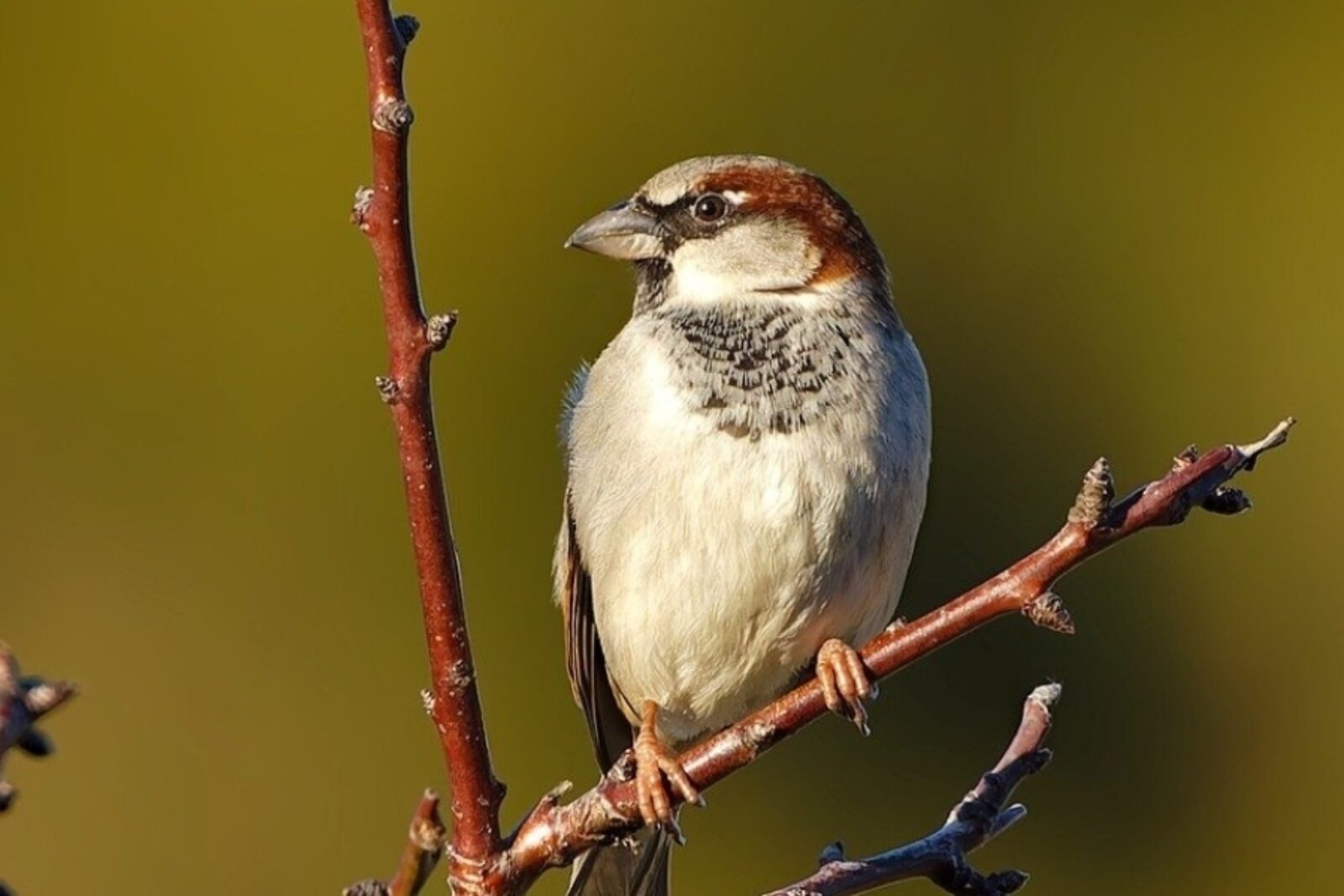 Gråspurv sitter på en kvist.
