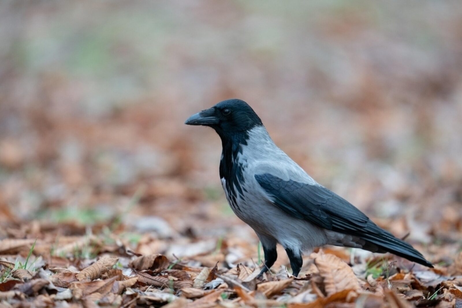 Kråke på bakken i høstløv