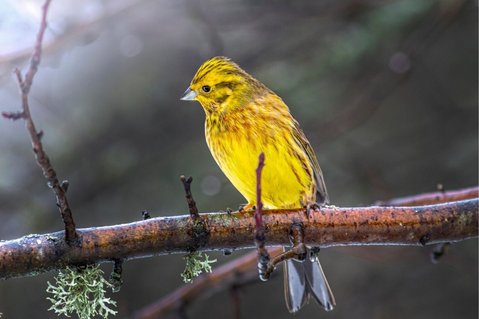Gulspurv sitter på gren