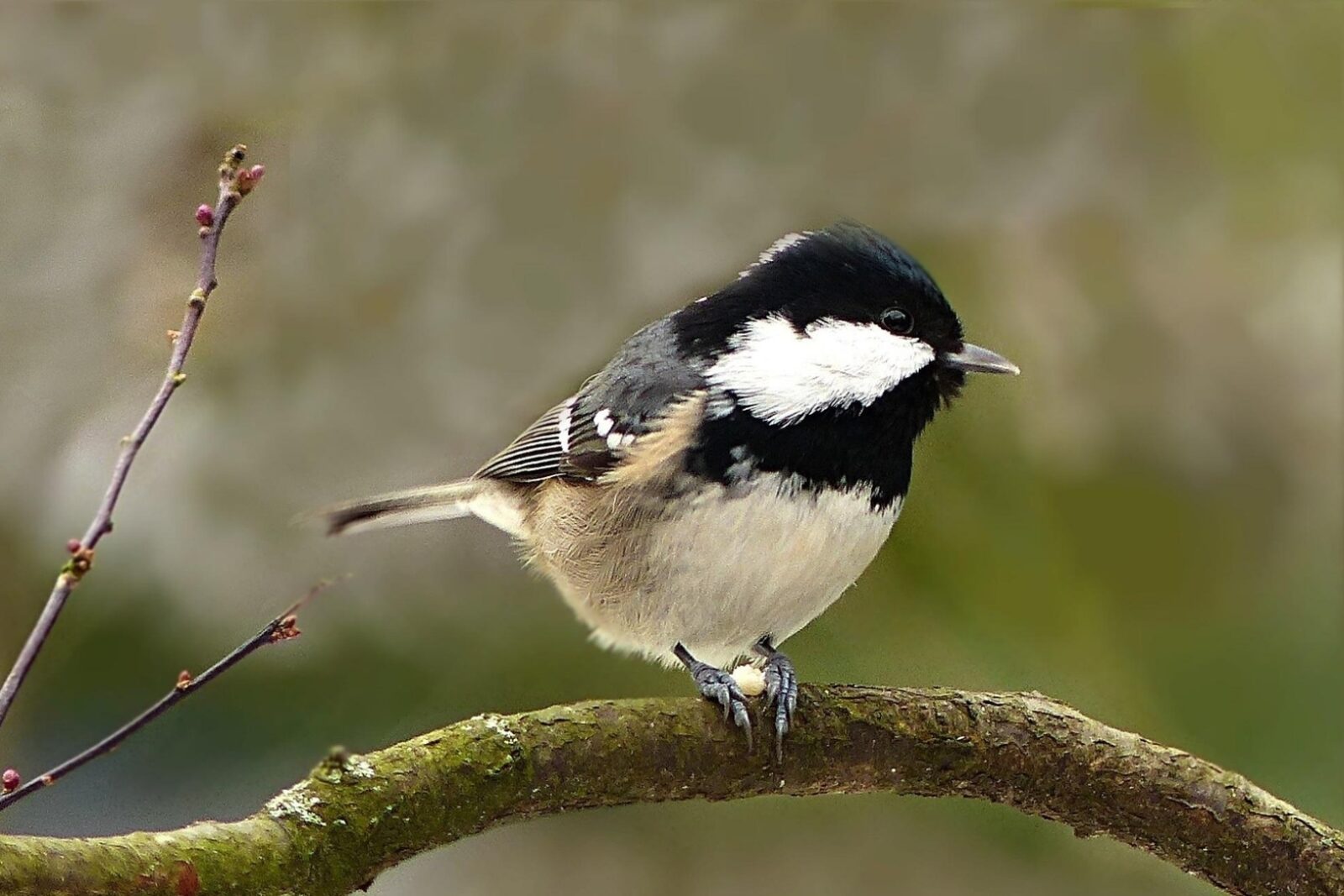 Svartmeis sitter på gren