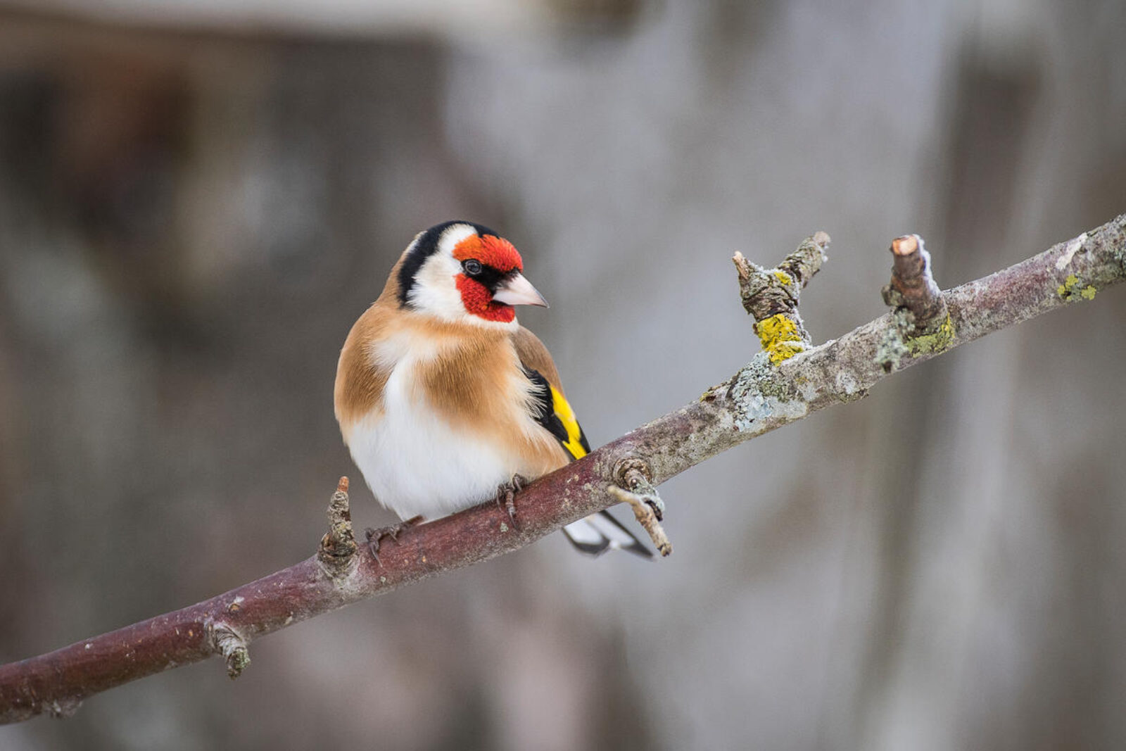 Stilits sitter på en gren