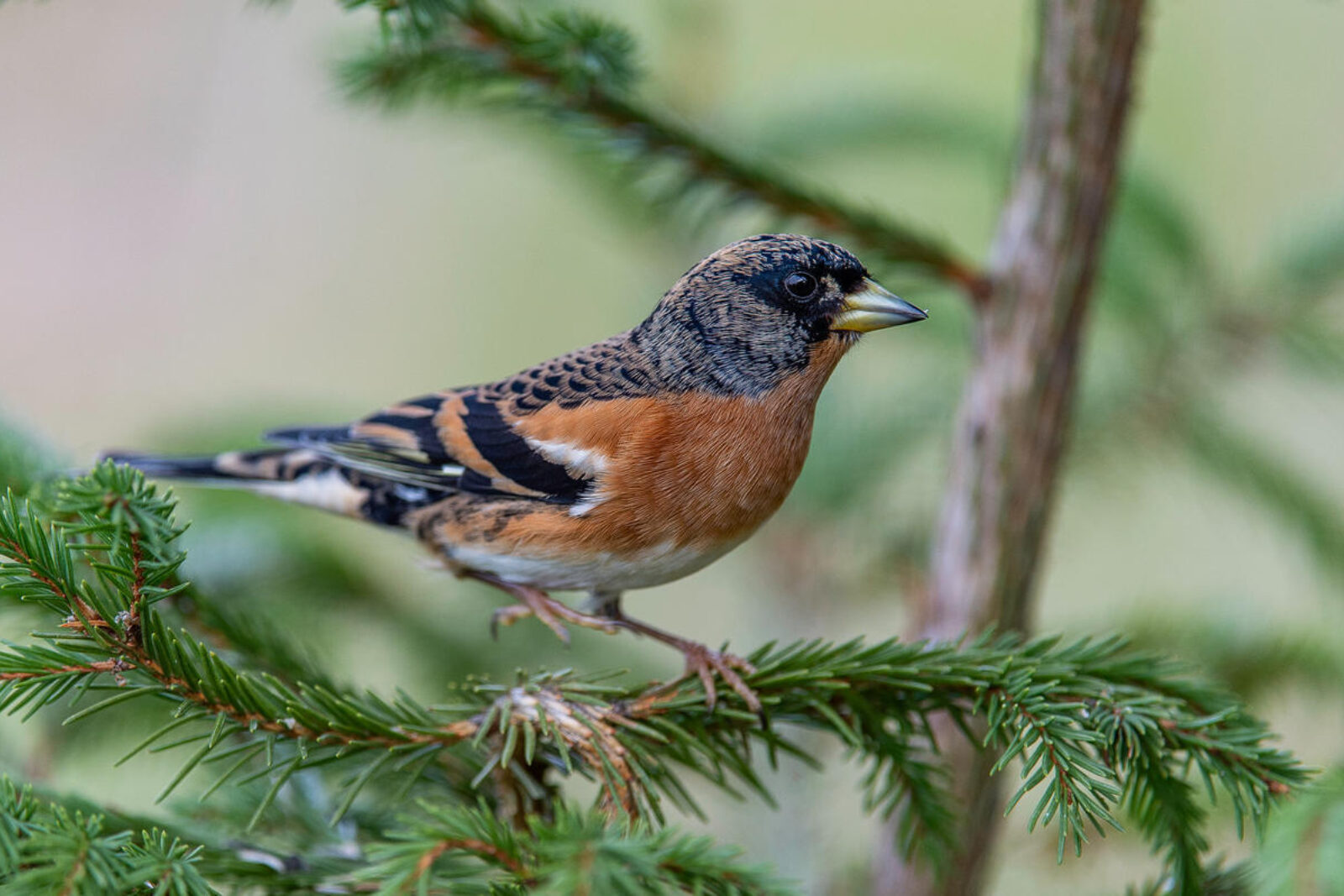 Bjørkefink i grantre
