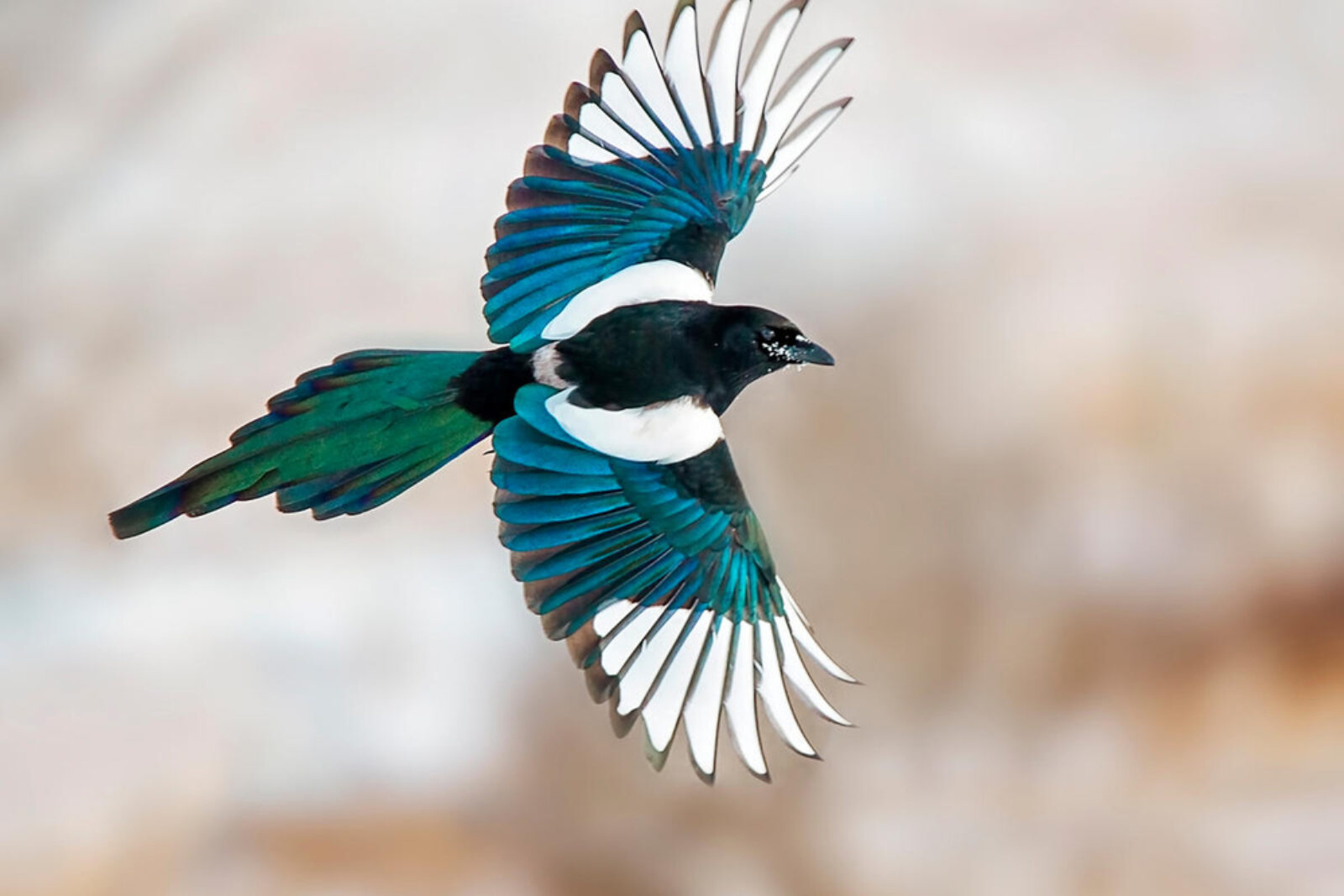 En skjære som flyr.