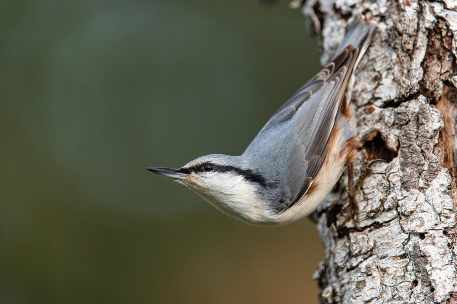 En spettmeis klatrer nedover på en trestamme