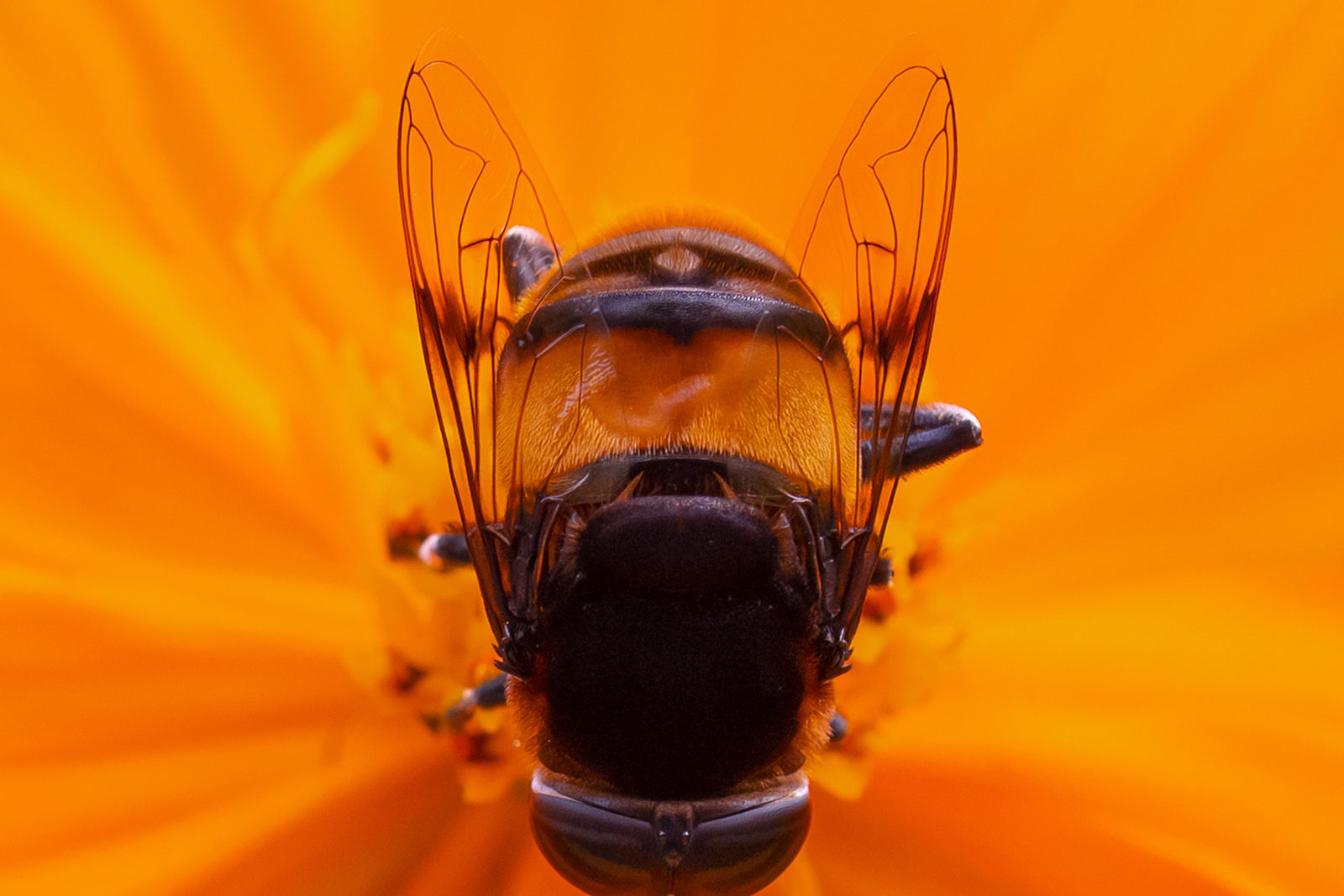 Bilde av en blomsterflue