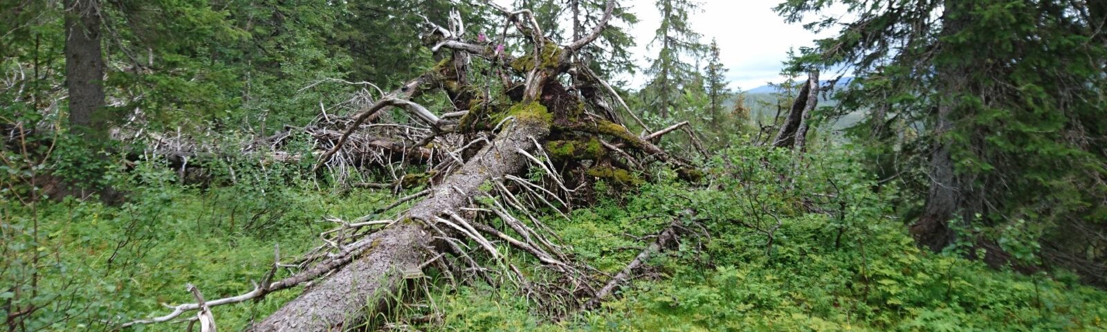 Bilde av et tre som har falt i på grønn skogbunn, med høye grantrær rundt.