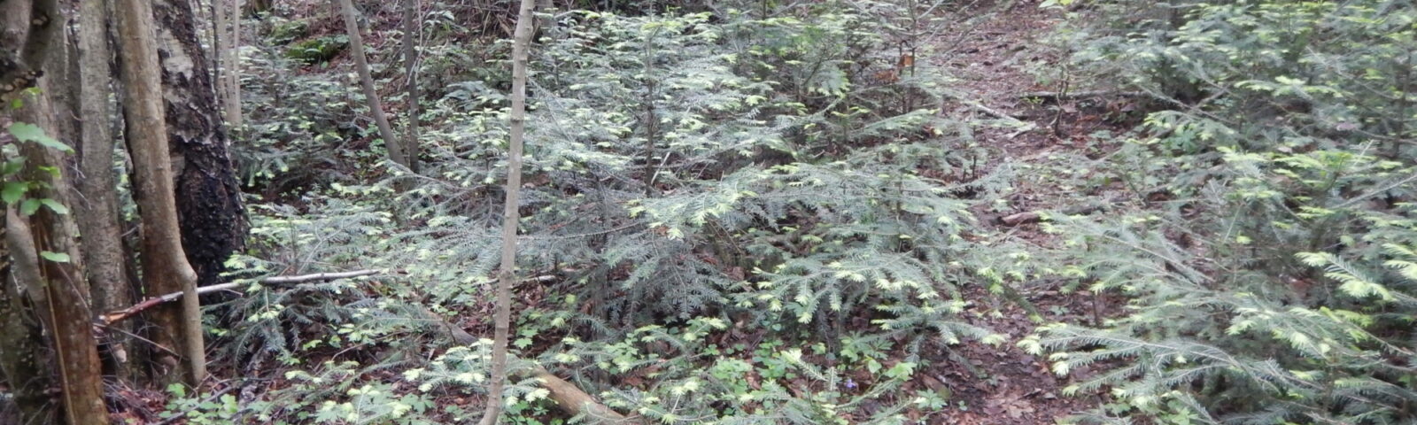Skogbunnen i verneområdet er nesten helt dekket av småplanter av edelgran
