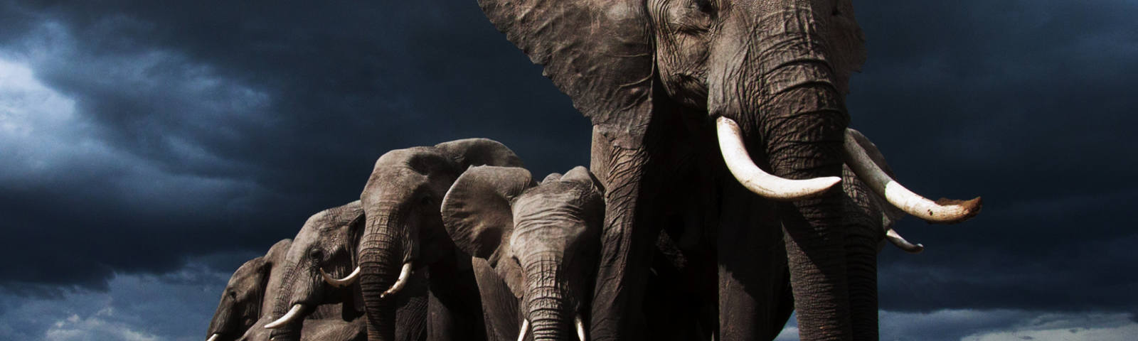 En stor flokk med afrikanske elefanter.