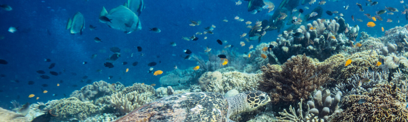 En havskilpadde (ekte karett) svømmer langs et korallrev fullt av liv