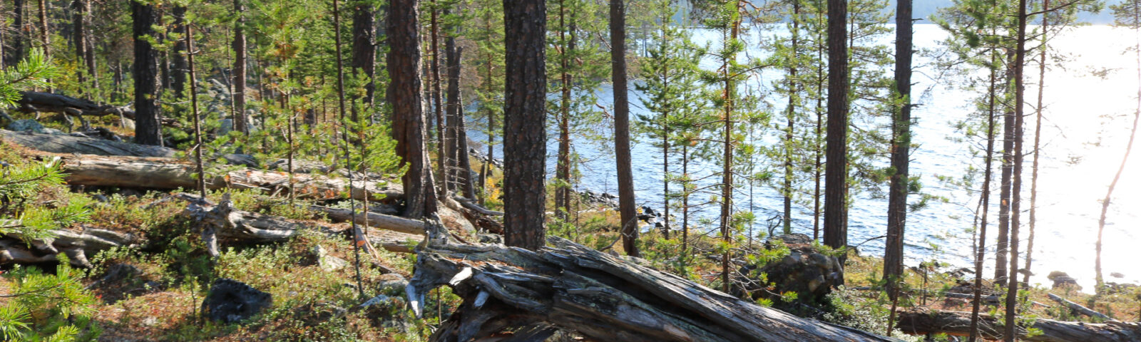 Urskog av furu i Pasvikdalen. Åpent skoglandskap med stående og liggende levende og døde trær.