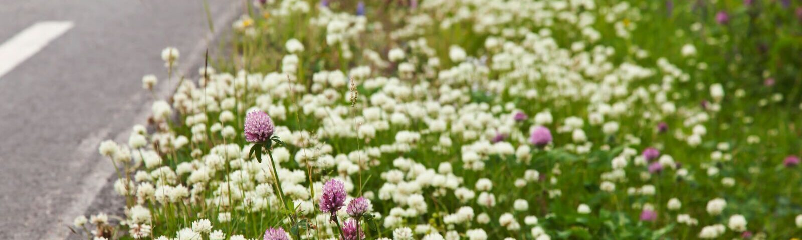 Blomster langs en veikant.