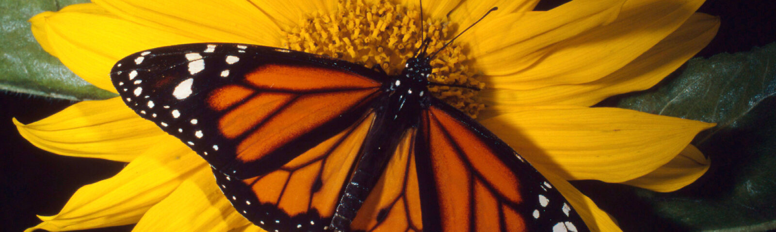 Oransje og svart sommerfugl (Monark) på gul blomst