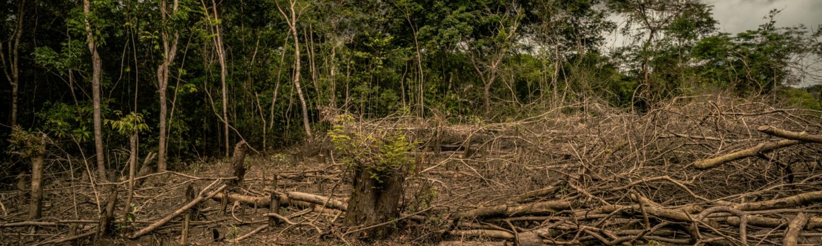 Avskoging i regnskogen, Colombia