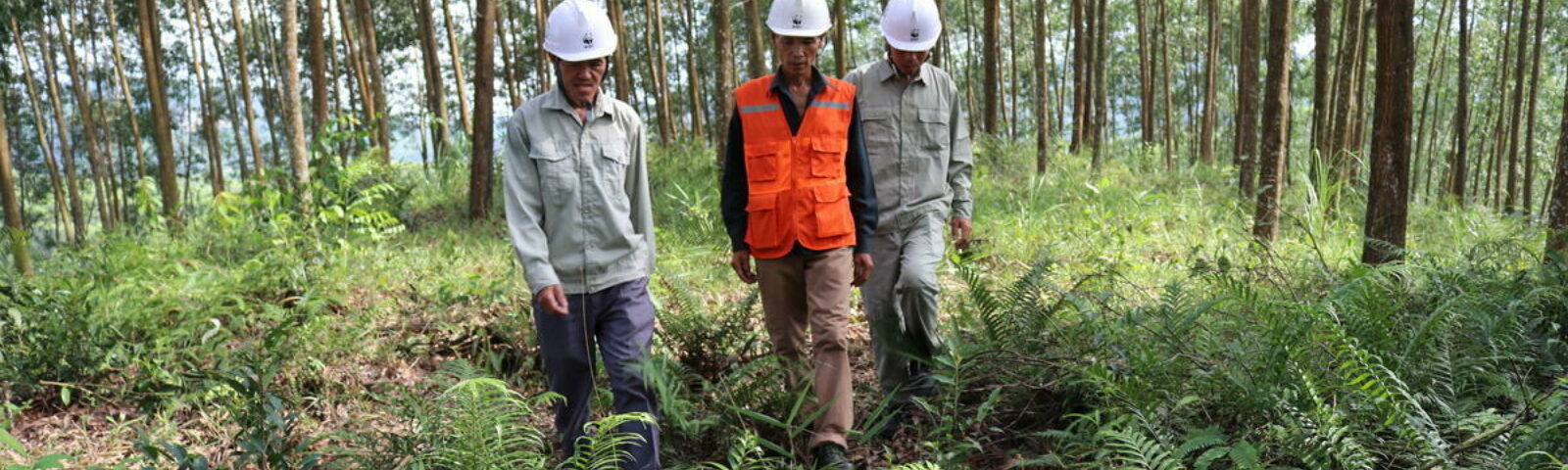 Tre skogbrukere vandrer i en skog i Vietnam