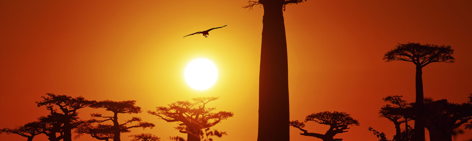 Solnedgang over baobab-trær på Madagascar