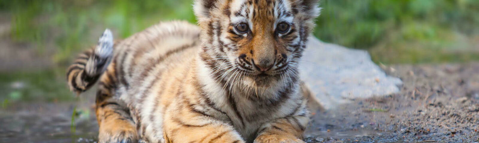 Tiger baby