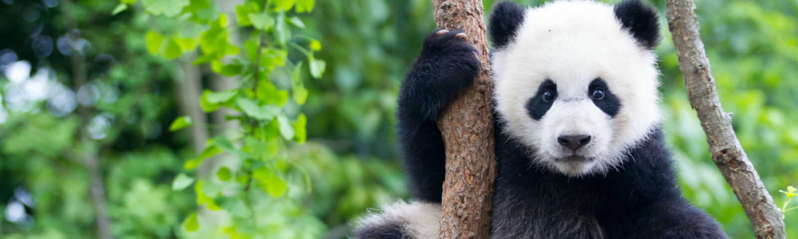 Nærbilde av en ung panda som sitter i brun gren