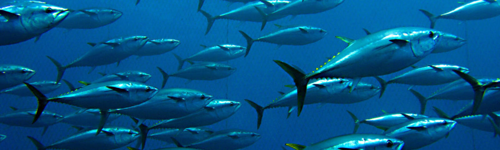 Yellowfin tuna svømmer i vann
