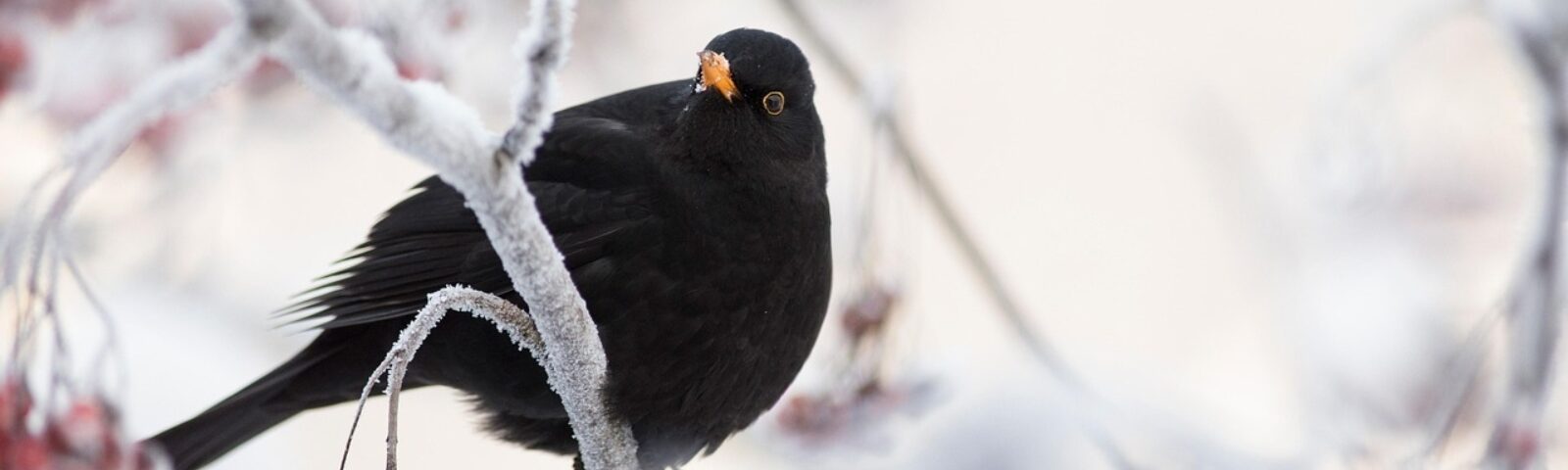 Svarttrost på rognebærgren i snø