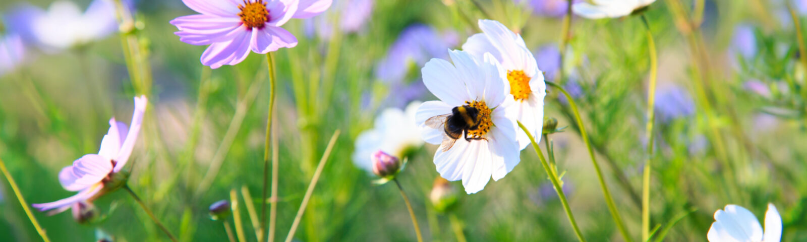 Ringblomst og kornblomst