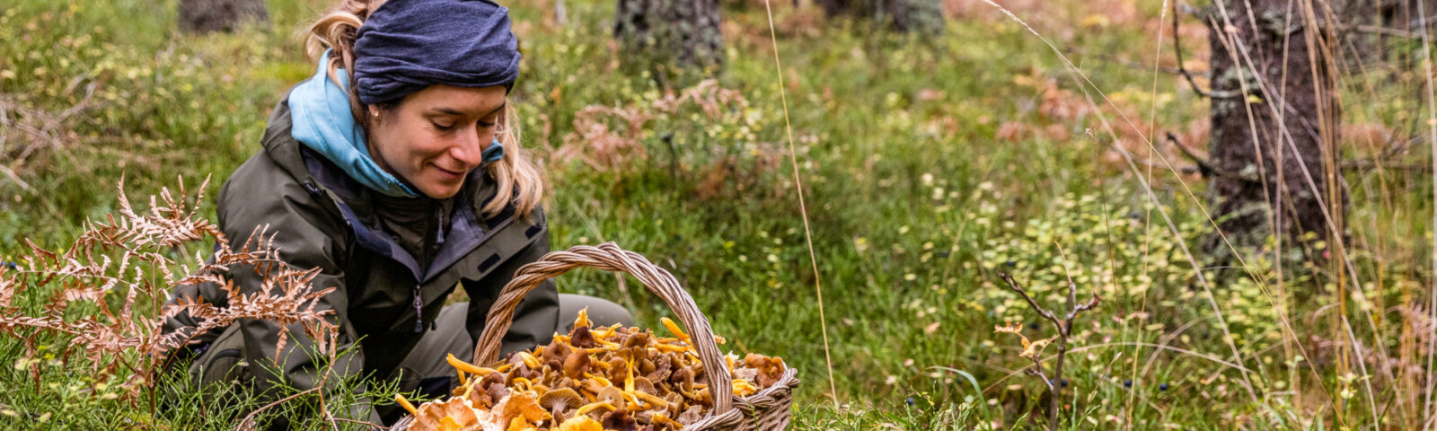 En kvinne står på huk i skogen og kikker på en stor kurv full av kantereller.