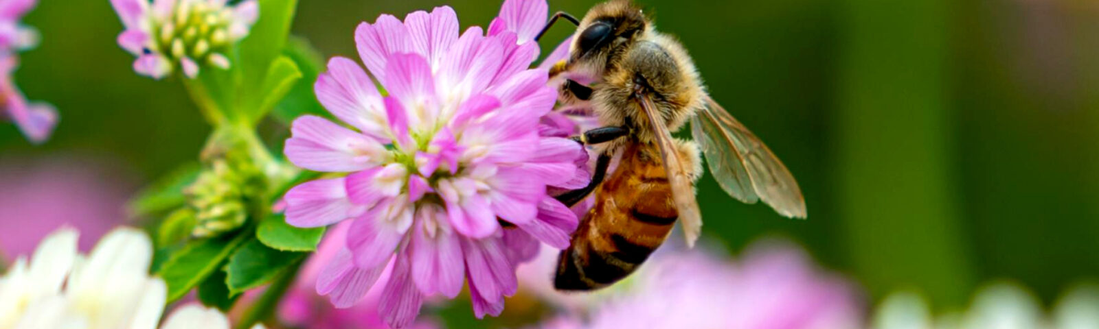 Veps på en kløverblomst