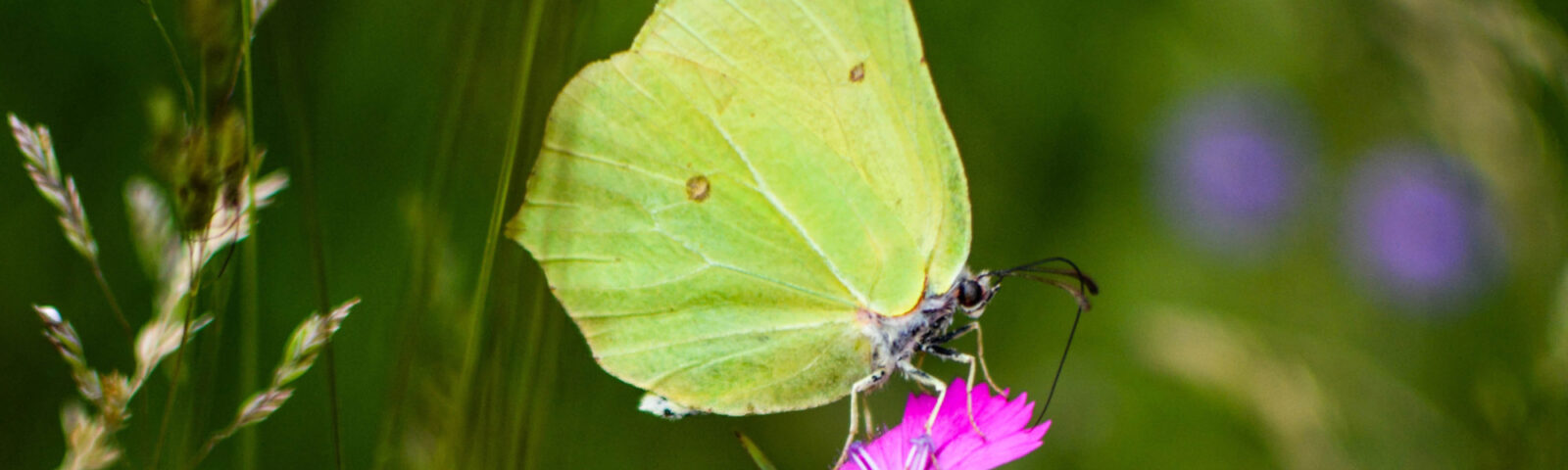 Gul sitronsommerfugl sitter på rosa blomst