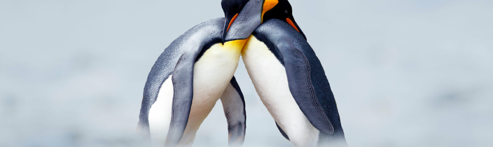 Pingviner som klemmer