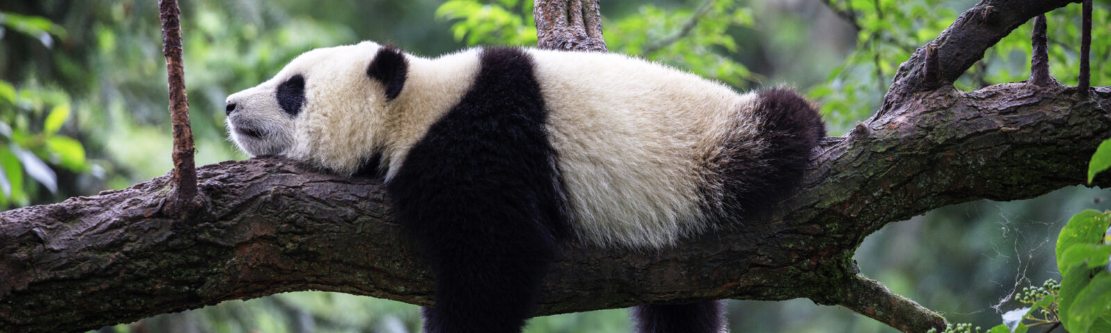 En ung panda slapper av i et tre