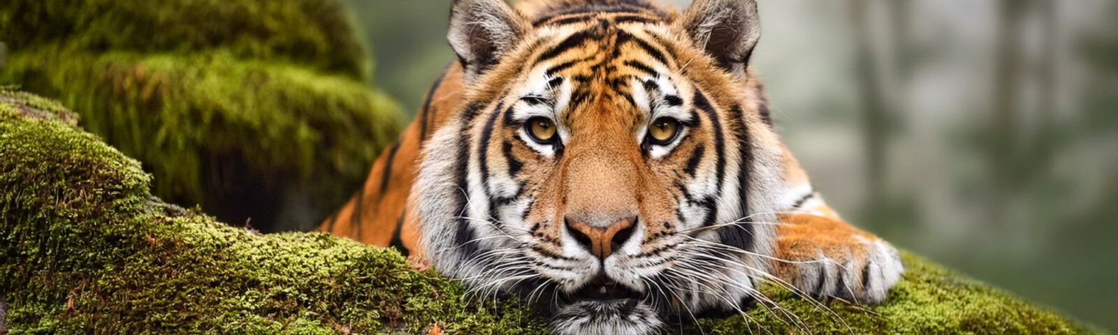 En ung panda på et tre