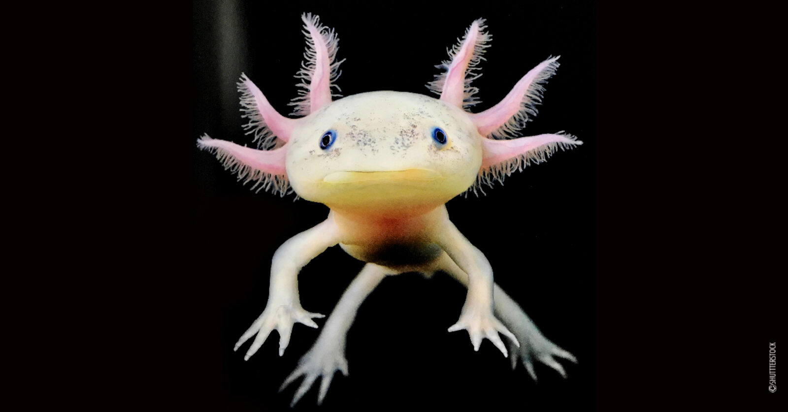 En liten salamander på sort bakgrunn med rosa utstikkere