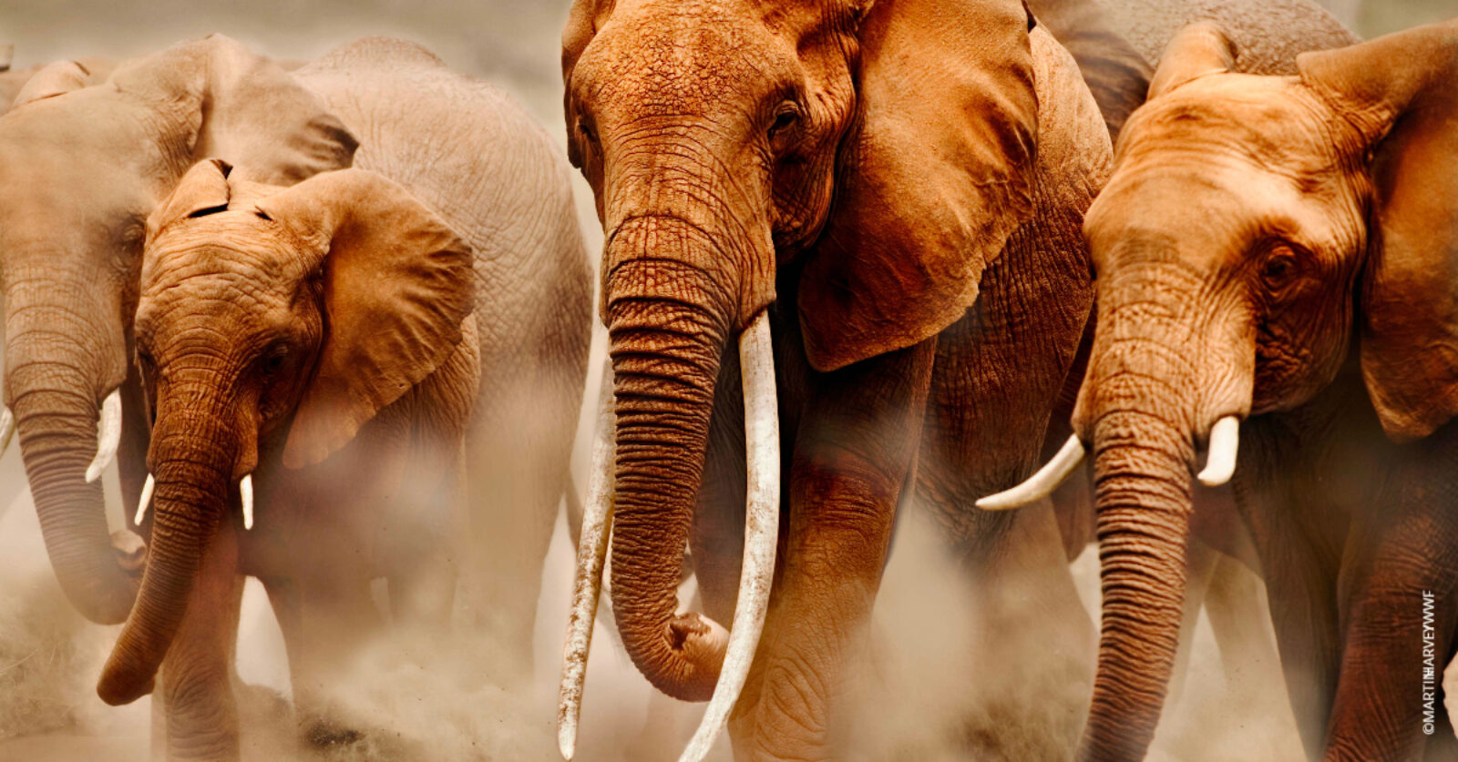 Elefanter som tråkker i støv