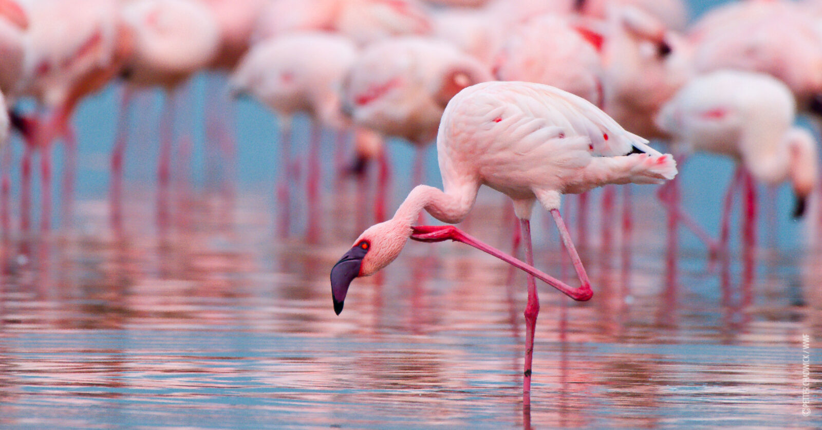 Flamingoer i vann