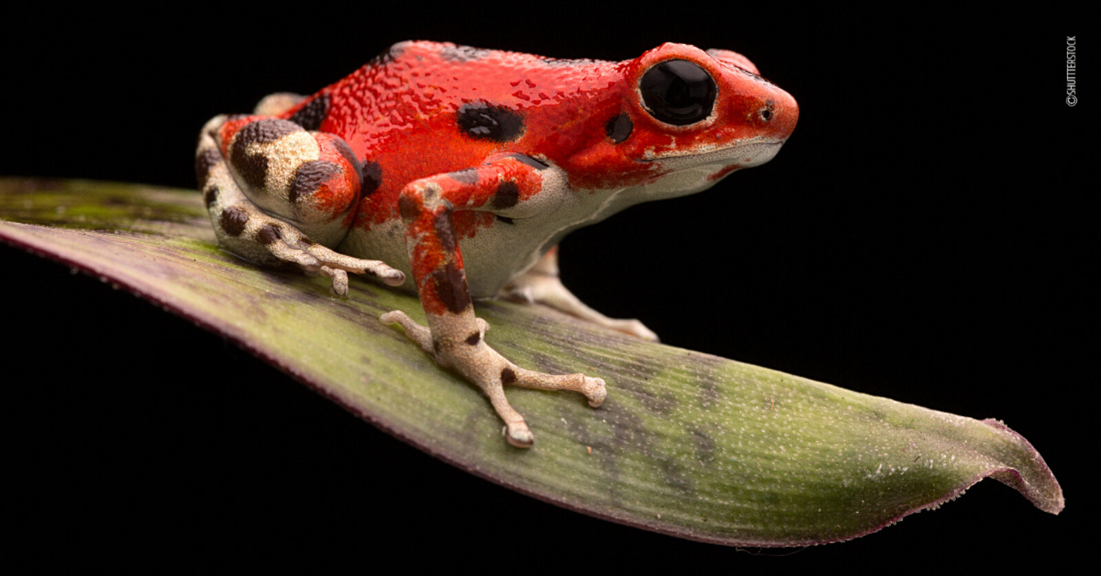 Rød og hvit frosk med sorte prikker på en blad