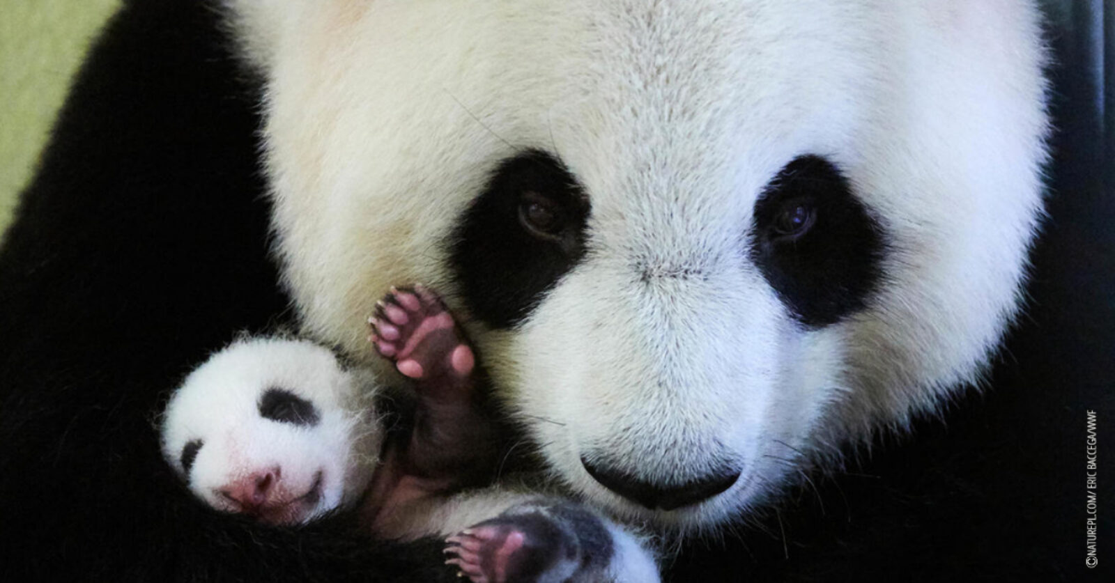 Panda med pandaunge