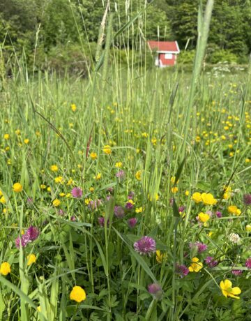 Blomstereng.