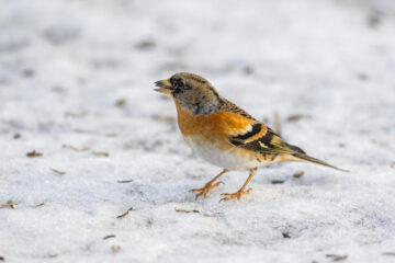 Bjørkefink står på bakken i snø