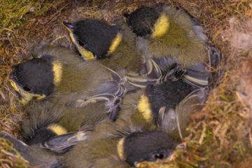 Et rede med blåmeisunger