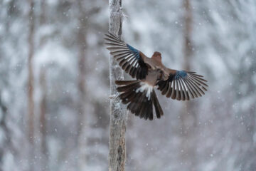 Nøtteskrike som flyr